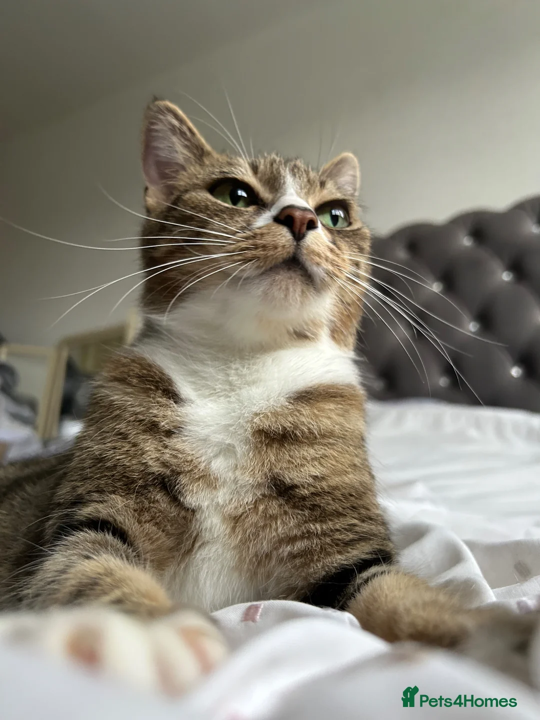 Mixed Breed cats for sale: Active & Affectionate, Perfect Playful Companion - Advert 2