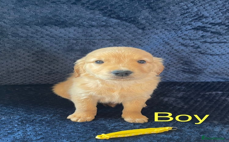Golden Retriever dogs - Advert 2