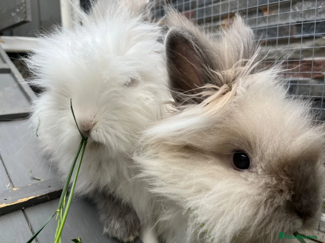Lionhead rabbits for sale: Baby lionhead Rabbits  - Advert 12