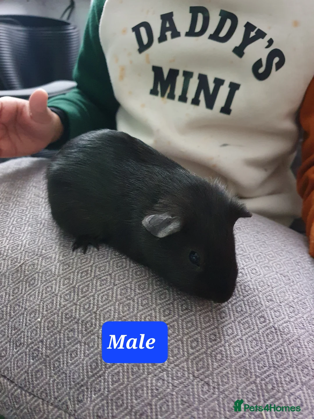Guinea Pig rodents for sale: Guinea pig boys - Advert 8