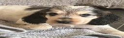 Cocker Spaniel dogs for sale: Stunning KC Show Cocker Spaniel Sable Puppies.  - Advert 21