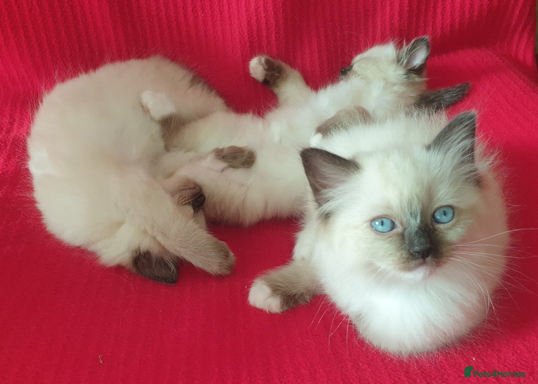 Ragdoll cats for sale: 4 beautiful ragdoll kittens for sale - Oxford - Image 9