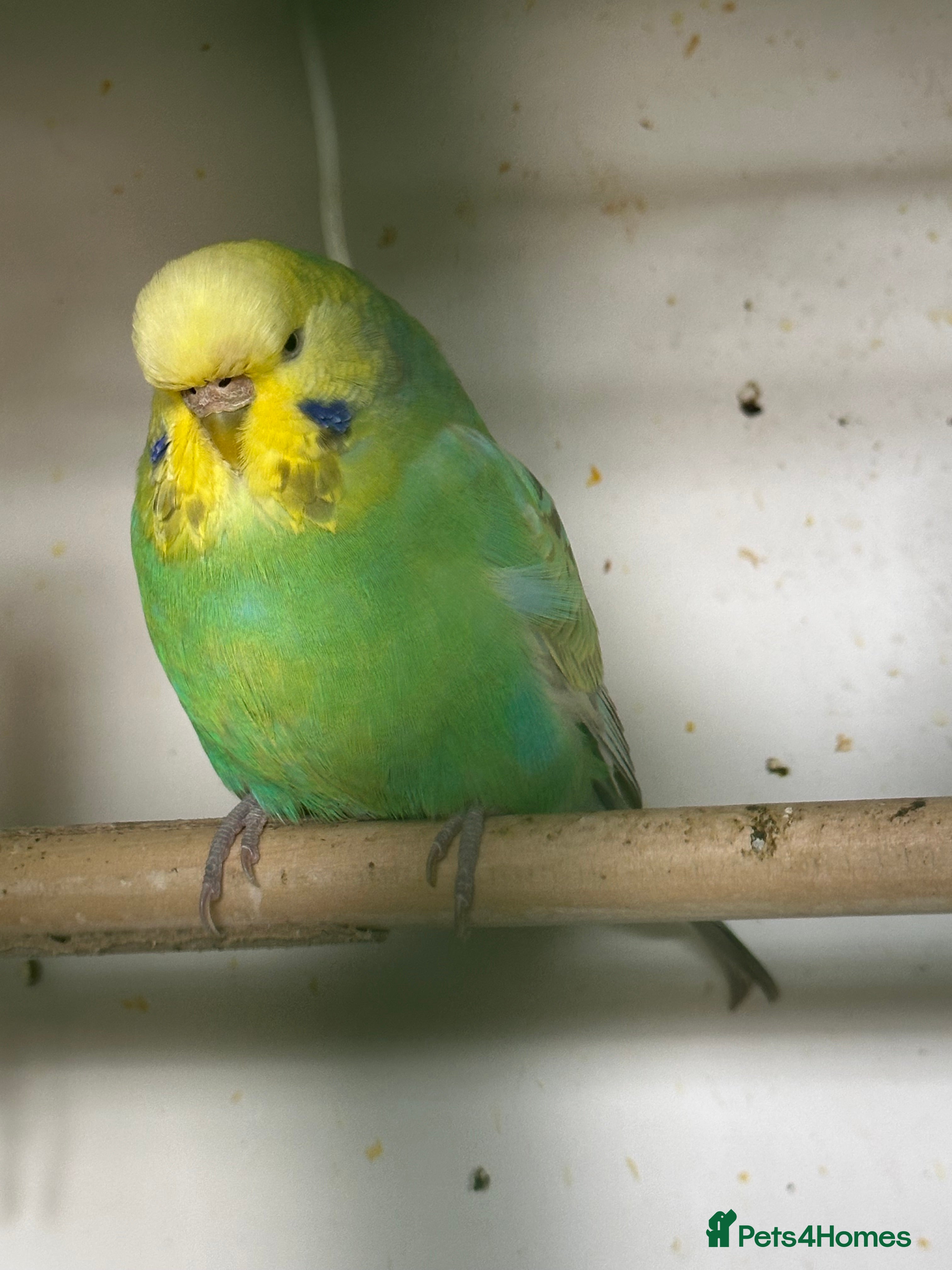 Budgerigars birds Budgies for sale  - Advert 12