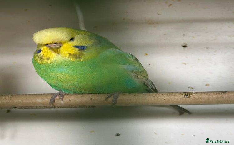 Budgerigars birds - Advert 1