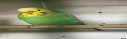 Budgerigars birds for sale: Budgies for sale  - Advert 1