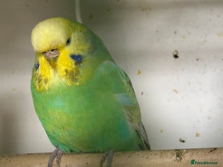 Budgerigars birds - Advert 9