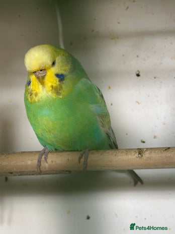 Budgerigars birds - Advert 1