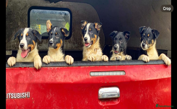 Border Collie dogs - Advert 1