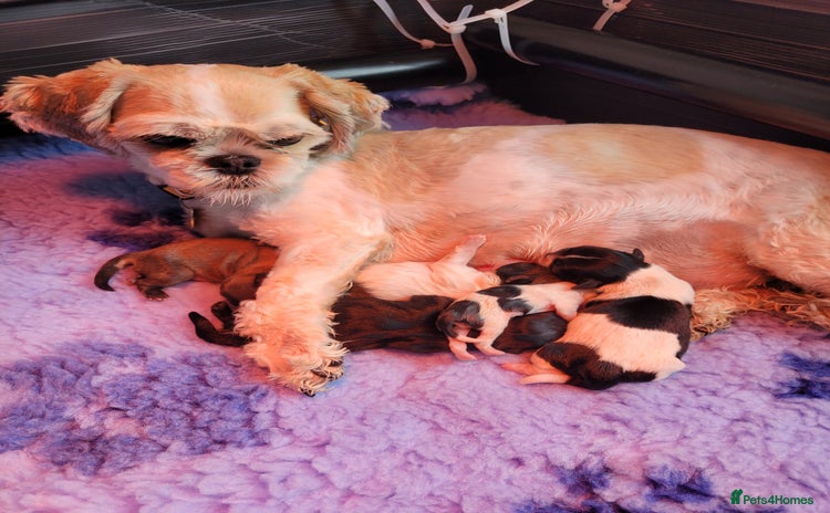 Shih Tzu dogs - Advert 1