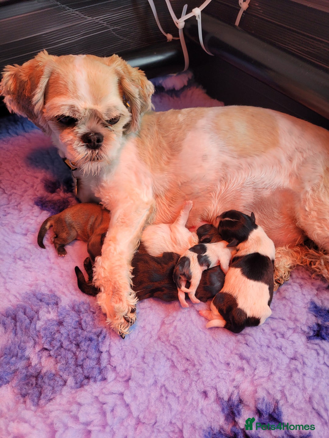 Shih Tzu dogs for sale: Beautiful Shih Tzu Puppies - Image 1
