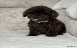 Cockapoo dogs for sale: 😍😍 F1 cockapoo puppies 😍😍 - Image 12