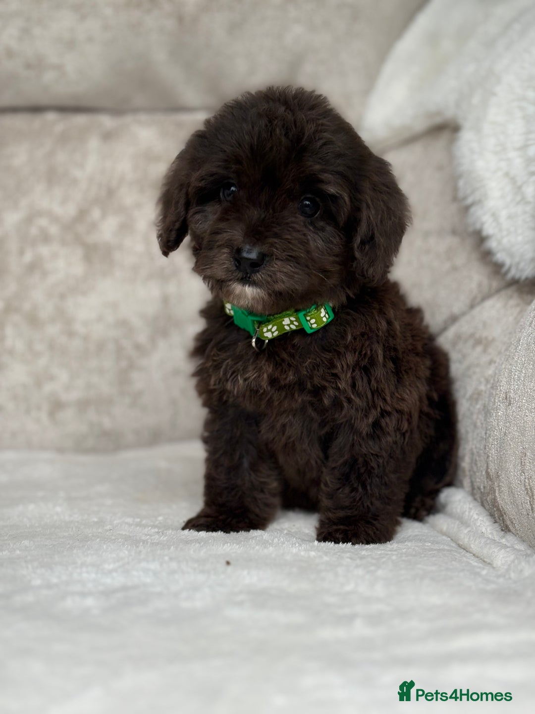 Cockapoo dogs for sale: 😍😍 F1 cockapoo puppies 😍😍 - Image 12