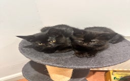Domestic Shorthair cats for sale: ✨ Adorable Black Kittens Ready for Loving Homes  - Image 5