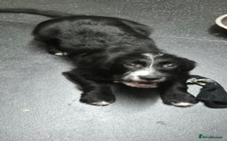 Mixed Breed dogs for sale: Beagle x sproodle (flash) - Image 4