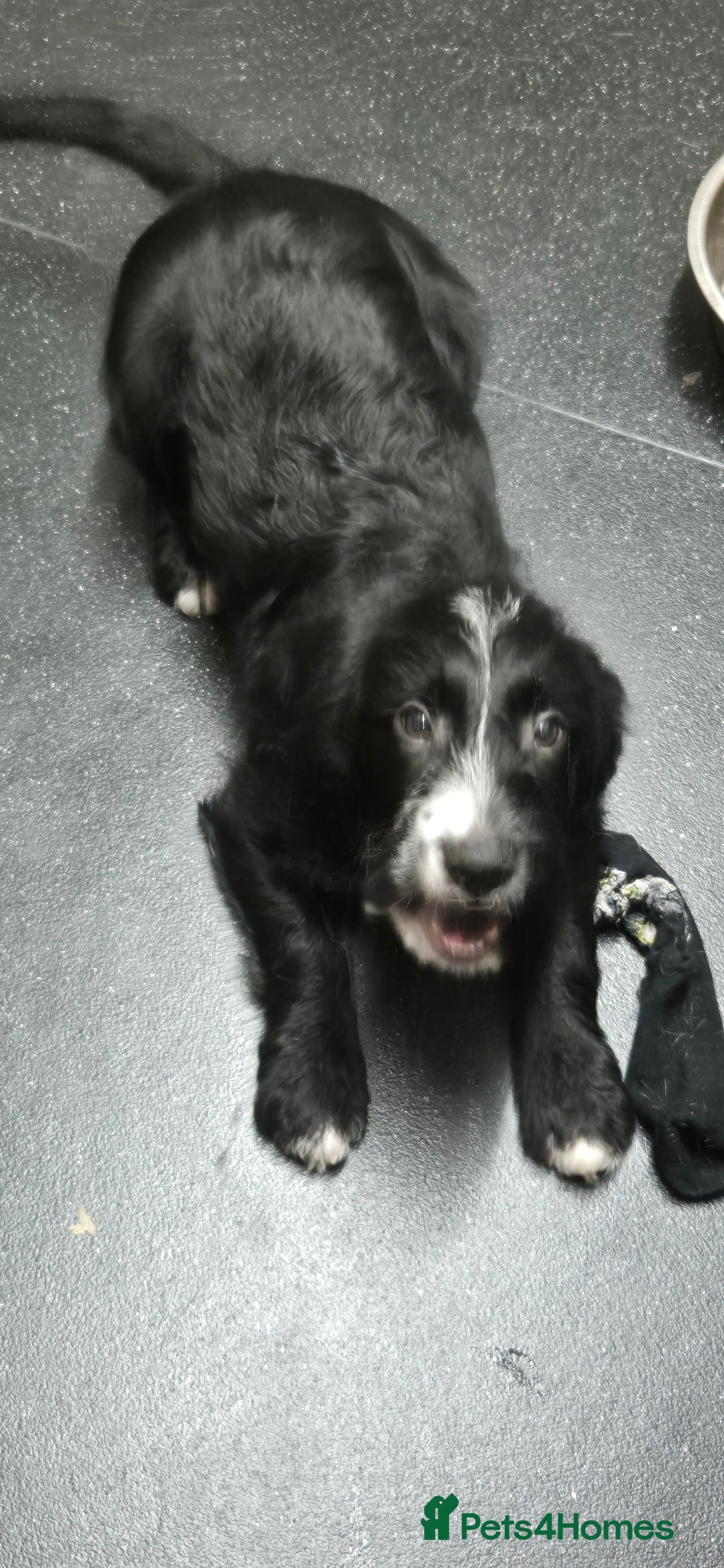 Mixed Breed dogs for sale: Beagle x sproodle (flash) - Image 4