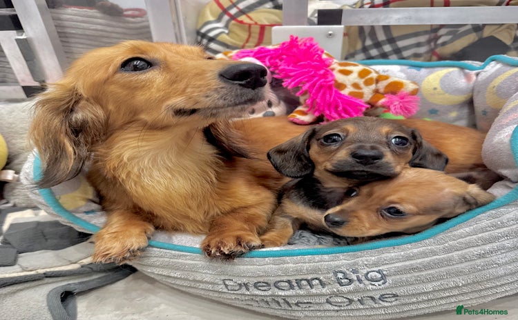 Miniature Dachshund dogs - Advert 13