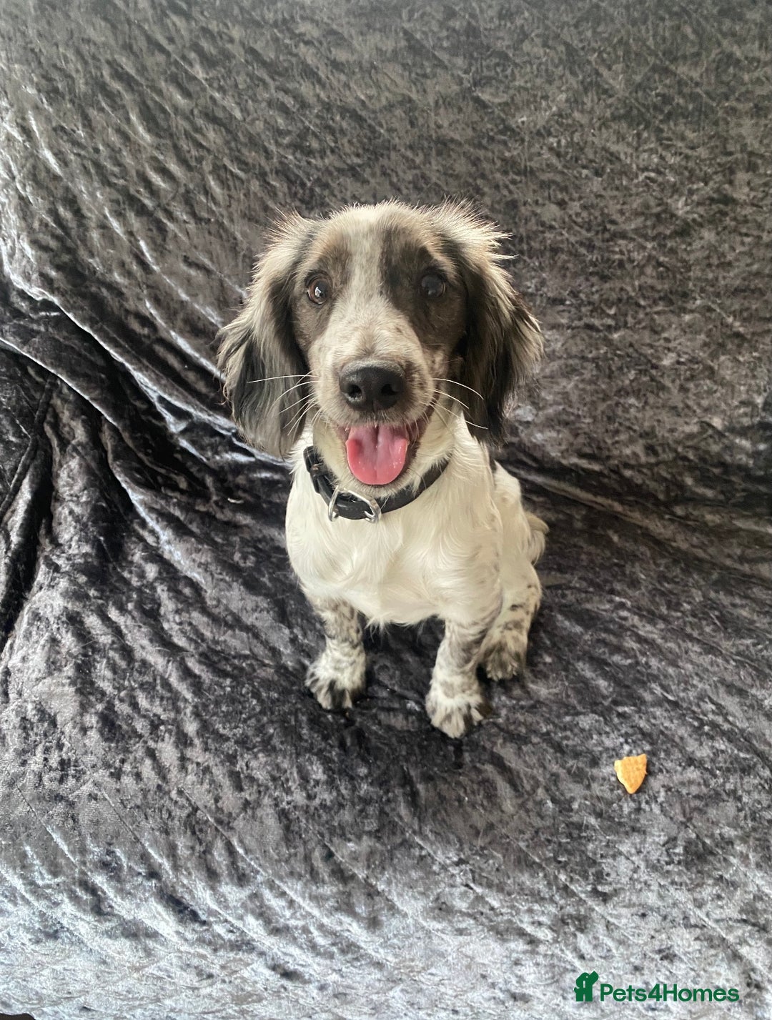 Cocker Spaniel dogs for sale: Cocker Spaniel Puppies For Sale - Advert 2