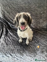 Cocker Spaniel dogs - Advert 4