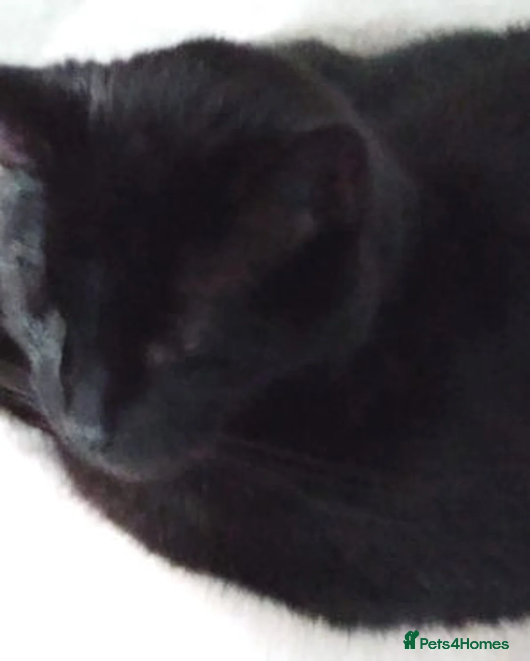 Mixed Breed cats for adoption: JACK. - Advert 5