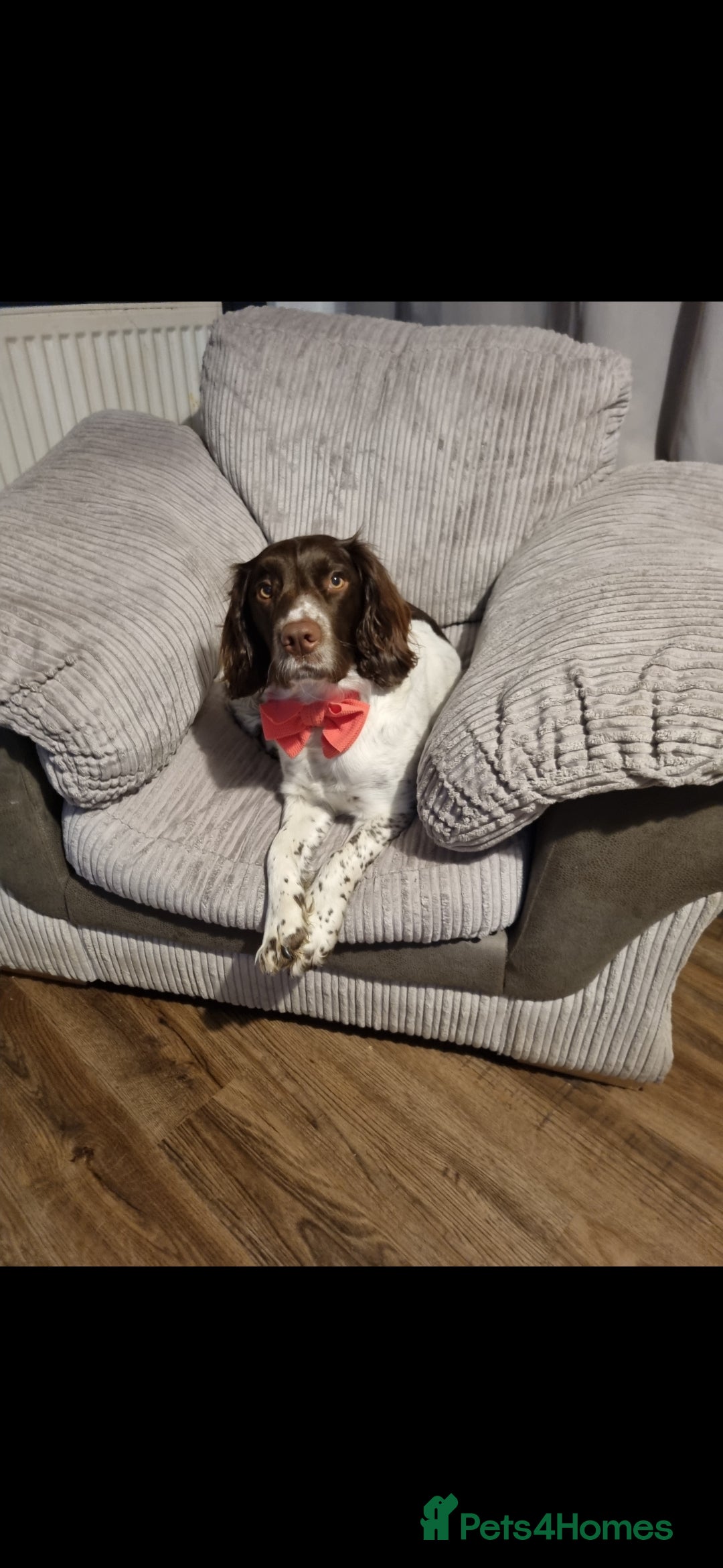 English Springer Spaniel dogs for sale: Female springer  - Advert 1