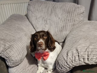 English Springer Spaniel dogs Female springer - Advert 1