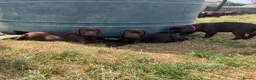 Labrador Retriever dogs for sale: ⭐️ READY NOW KC Chocolate Lab Puppies ⭐️ - Advert 6