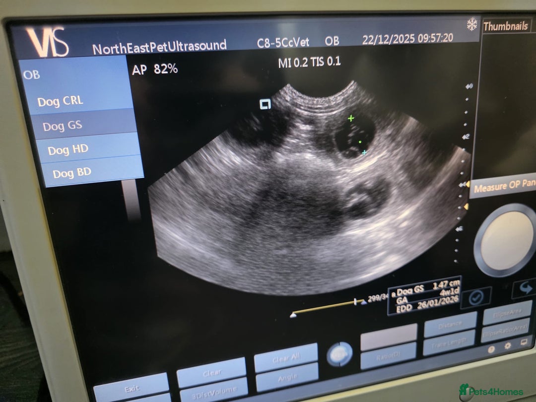 Australian Labradoodle dogs for sale: Australian Labradoodle Pups - Advert 17