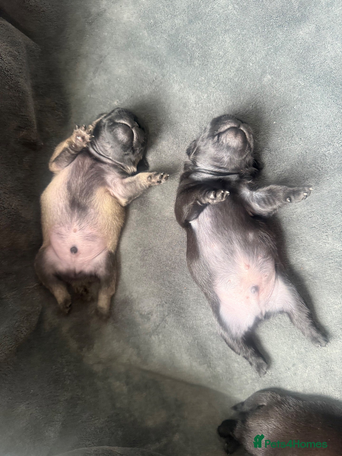 Pug dogs 🐾💙 GORGEOUS PUG PUPPIES 💙🐾 - Advert 2