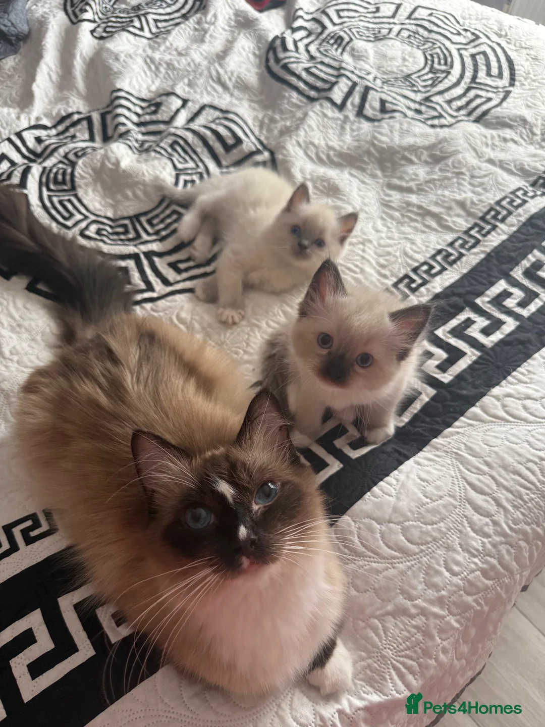 Ragdoll cats for sale: Ragdoll Kittens - 1 Available - Advert 1