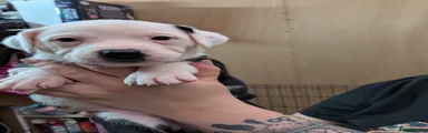 Mixed breed Puppy L Green Marilyn reserved 