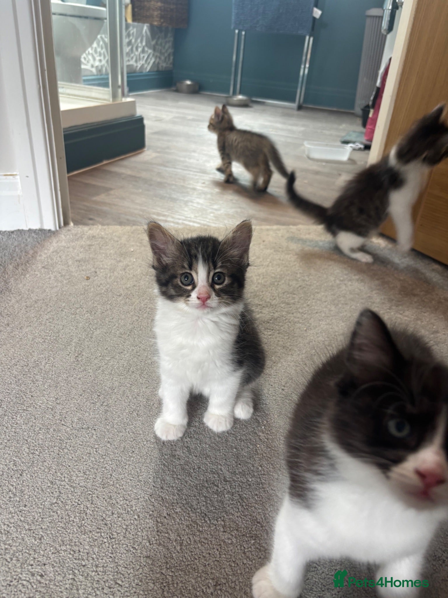 British Shorthair cats 7 beautiful kittens looking for a home  - Advert 1