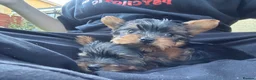 Yorkshire Terrier dogs for sale: 2x Tiny Yorkshire Terrier Puppies - Advert 4