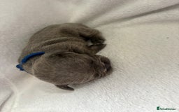 French Bulldog dogs for sale: FLUFFY frenchies puppies  - Image 6