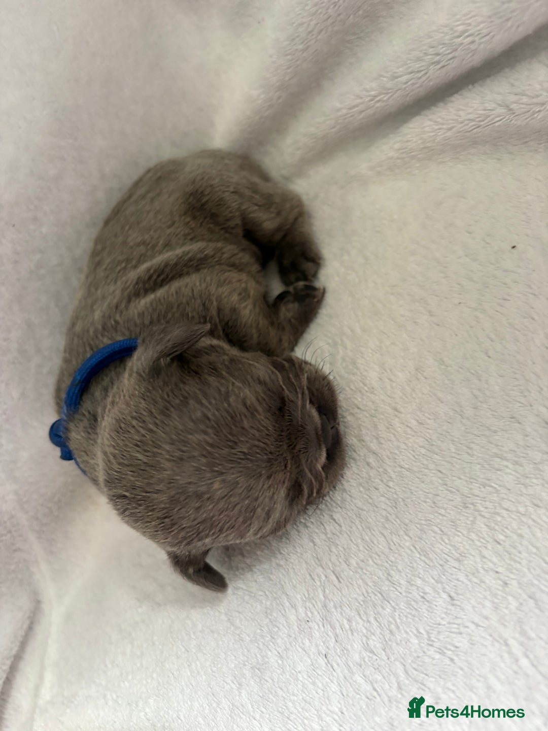 French Bulldog dogs for sale: FLUFFY frenchies puppies  - Image 6