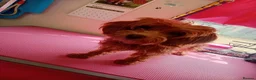 Cockapoo dogs for sale: Connie the cockapoo - Advert 8
