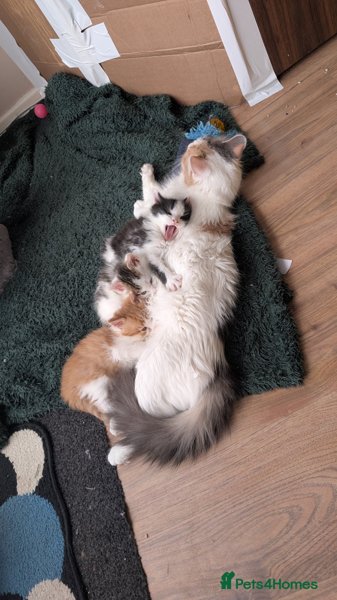 Maine Coon cats for sale: 3 Beautiful Maine coon kittens for sale  😍 - Advert 2