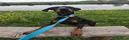 Dobermann dogs for sale: A Stunning strong KC Reg Black & Tan Doberman - Advert 14
