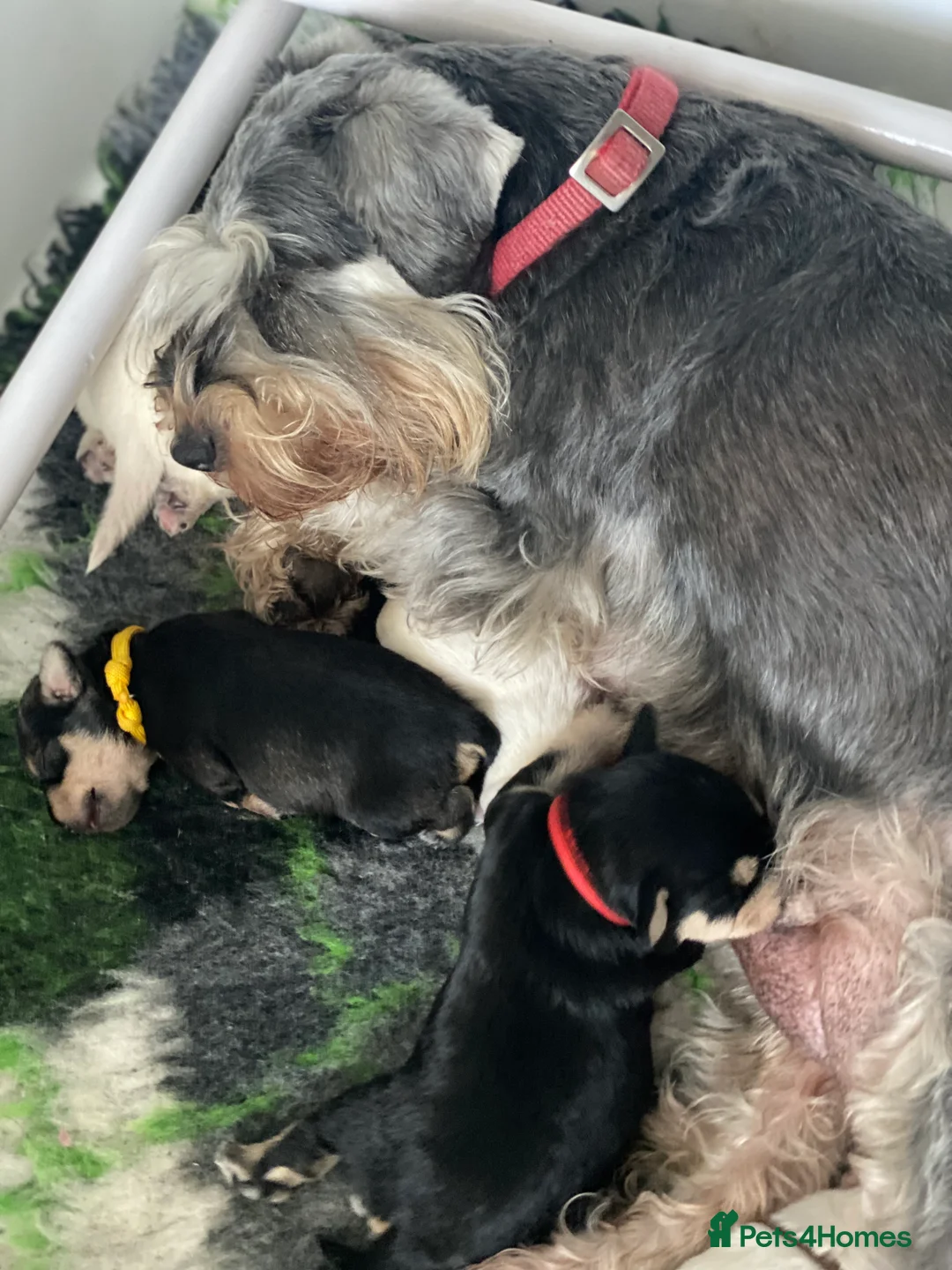 Miniature Schnauzer dogs for sale: 5*KC MINIATURE SCHNAUZER PUPPIES  - Advert 19