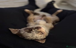 Chihuahua dogs for stud: Beautiful Merle Chihuahua available for stud 🐾 - Image 4