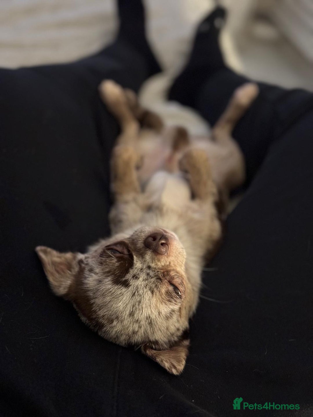 Chihuahua dogs for stud: Beautiful Merle Chihuahua available for stud 🐾 - Image 4