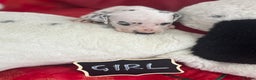 Dalmatian dogs for sale: Top quality Dalmatian puppies 5* homes  - Advert 30