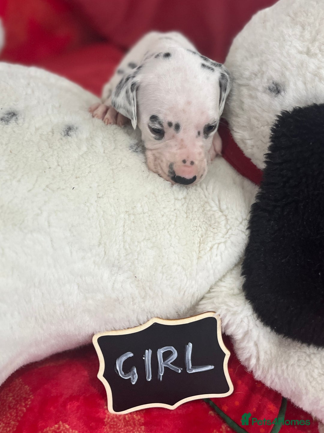 Dalmatian dogs for sale: Top quality Dalmatian puppies 5* homes  - Advert 30