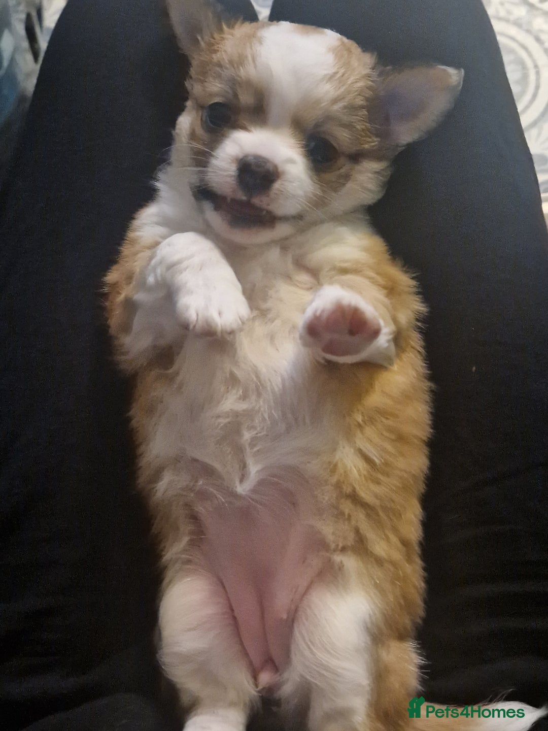 Chihuahua dogs for sale: Beautiful chihuahua girls for sale! - Advert 15