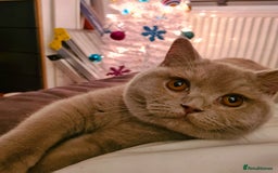 British Shorthair cats for sale: 🌟 Two Loving Female British Shorthair Cats 🌟 - Advert 4