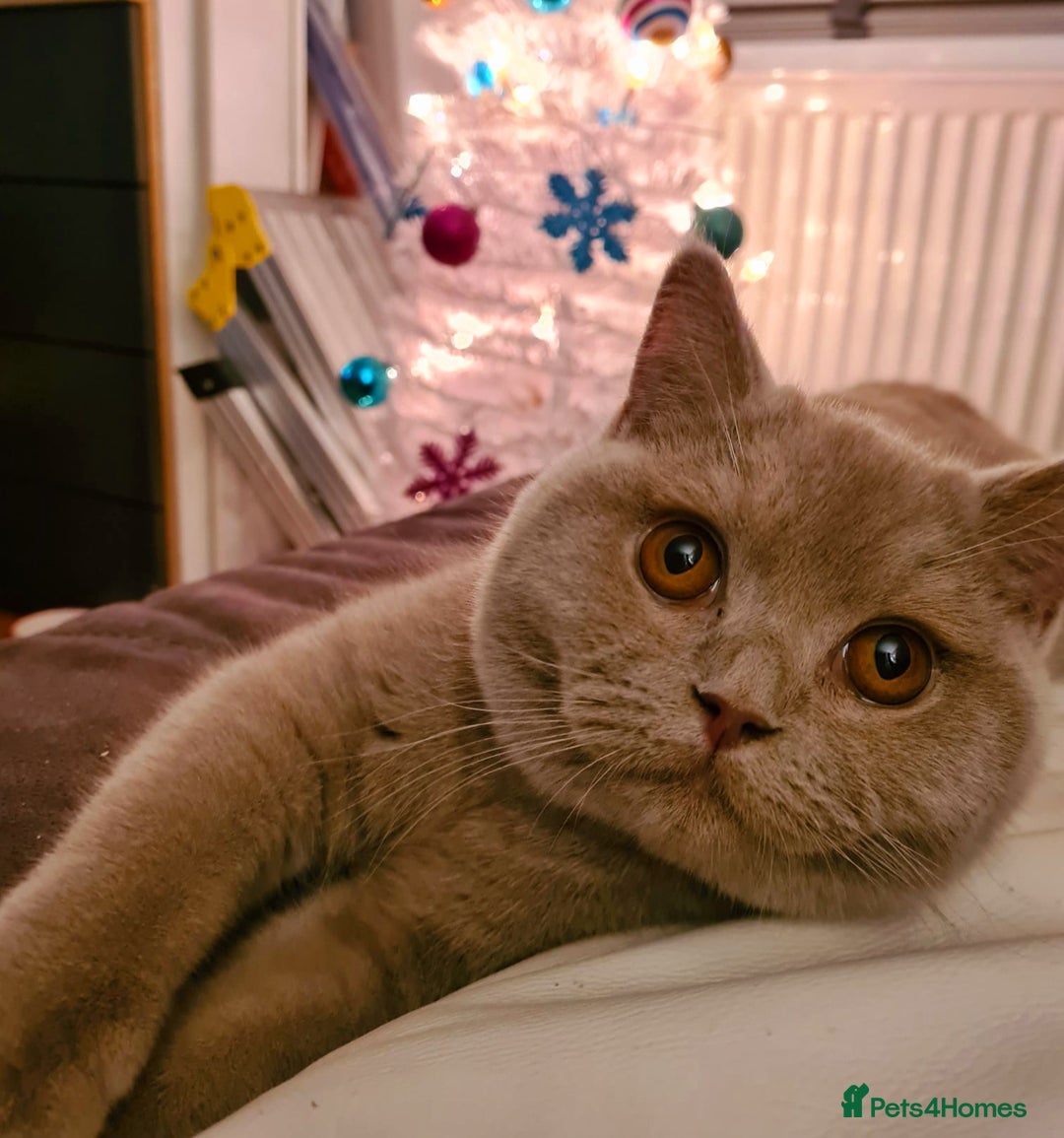 British Shorthair cats for sale: 🌟 Two Loving Female British Shorthair Cats 🌟 - Advert 4