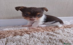 Mixed Breed dogs for sale: Shitzu x jack Russell  - Image 14