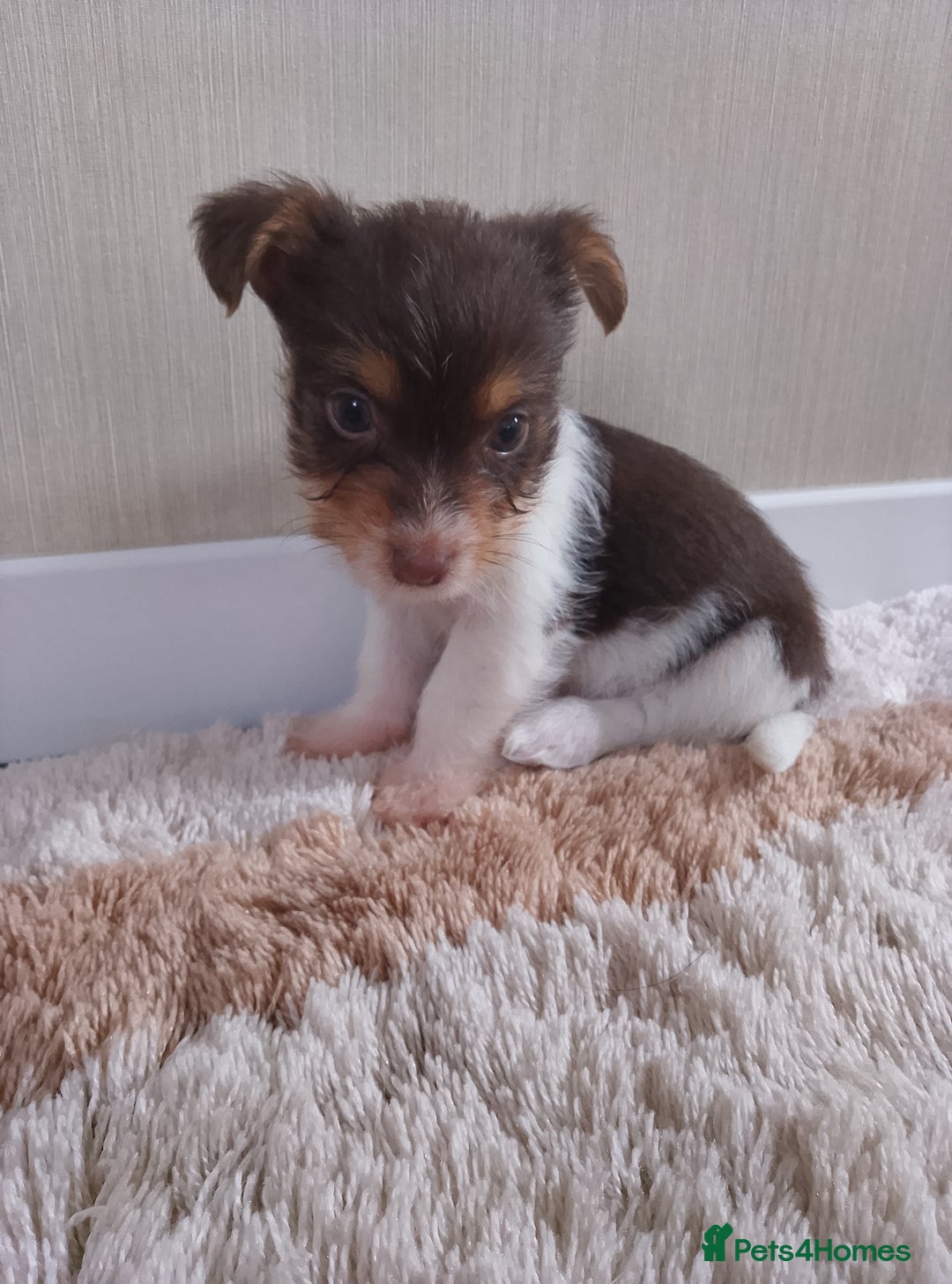 Mixed Breed dogs for sale: Shitzu x jack Russell  - Image 14