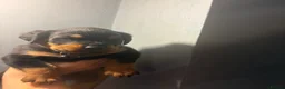 Boxweiler dogs for sale: Boxwiller  - Advert 6