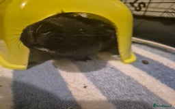 Guinea Pig rodents for sale: 2 female guinea pigs for sale  - Image 6