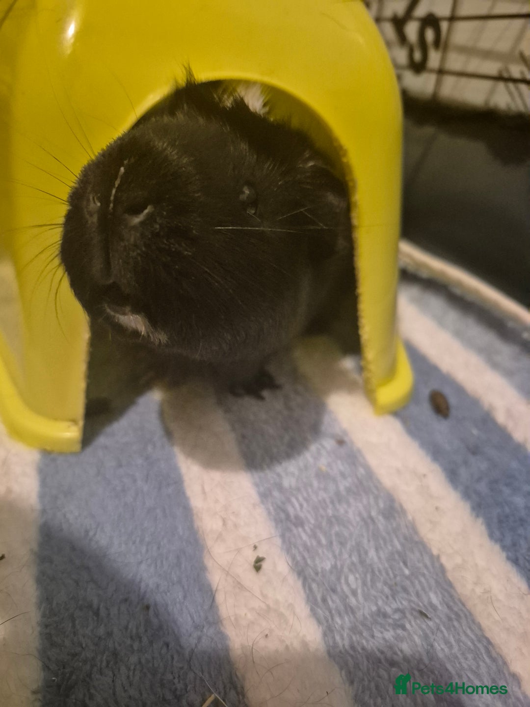 Guinea Pig rodents for sale: 2 female guinea pigs for sale  - Image 6